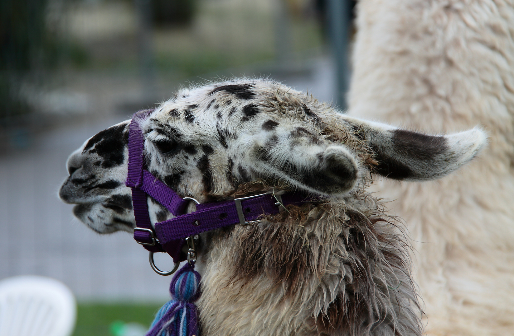 Lama auf der Hundeausstellung