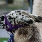 Lama auf der Hundeausstellung