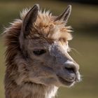 Lama