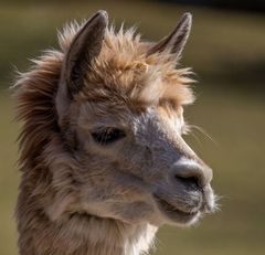 Lama