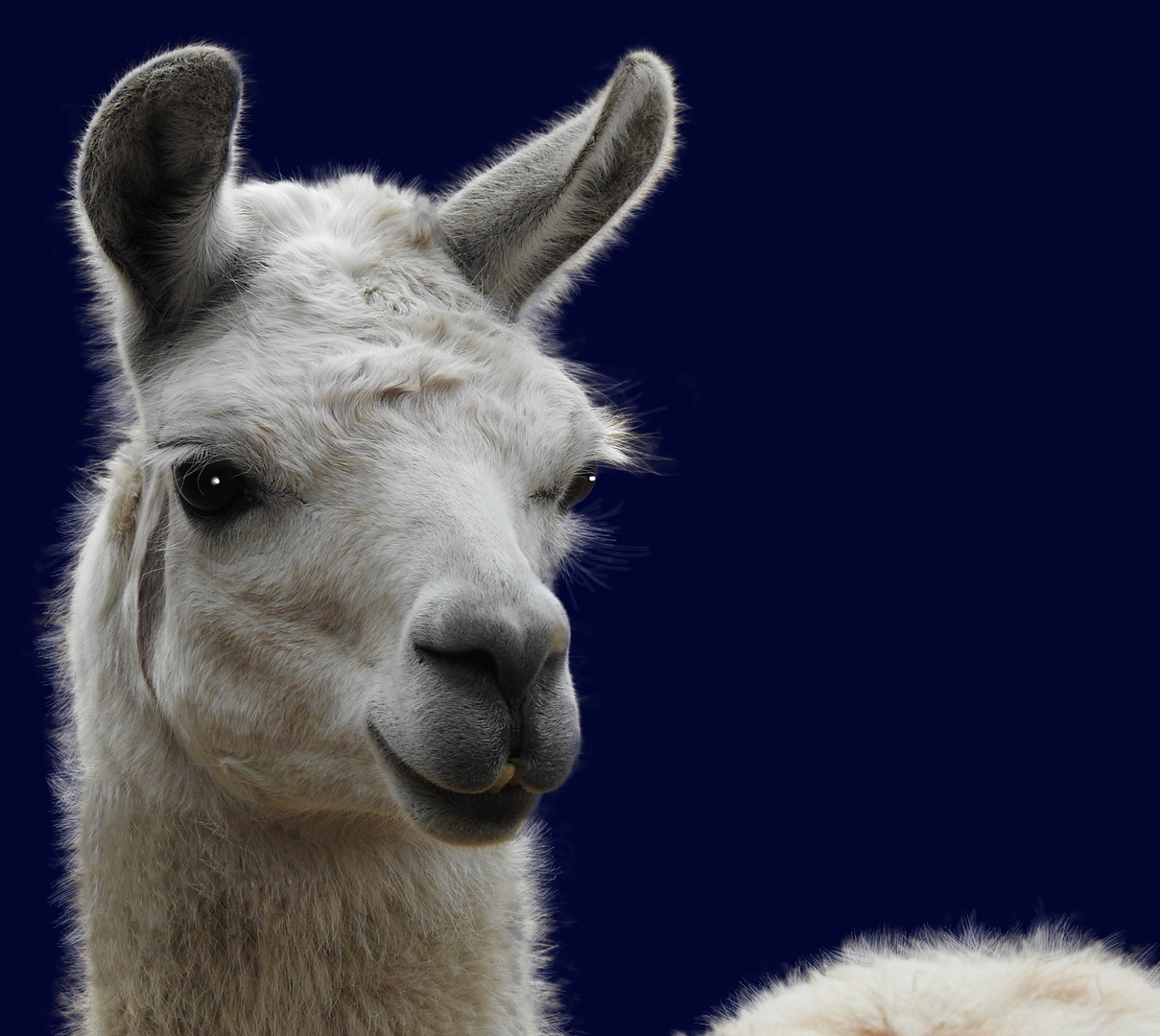 Lama