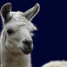 Lama