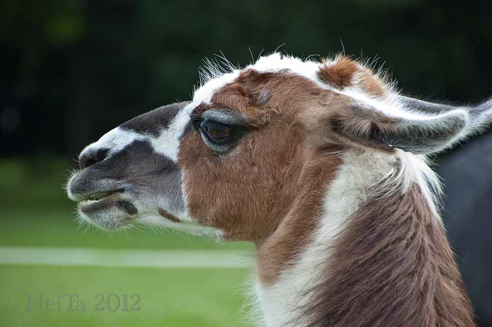 Lama