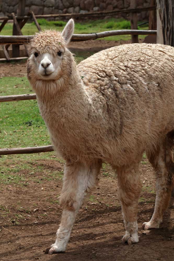 Lama