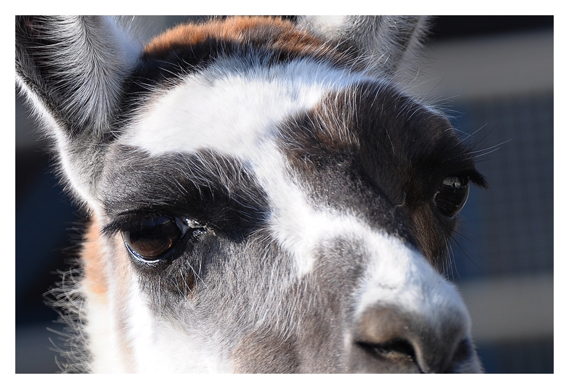 Lama Close Up