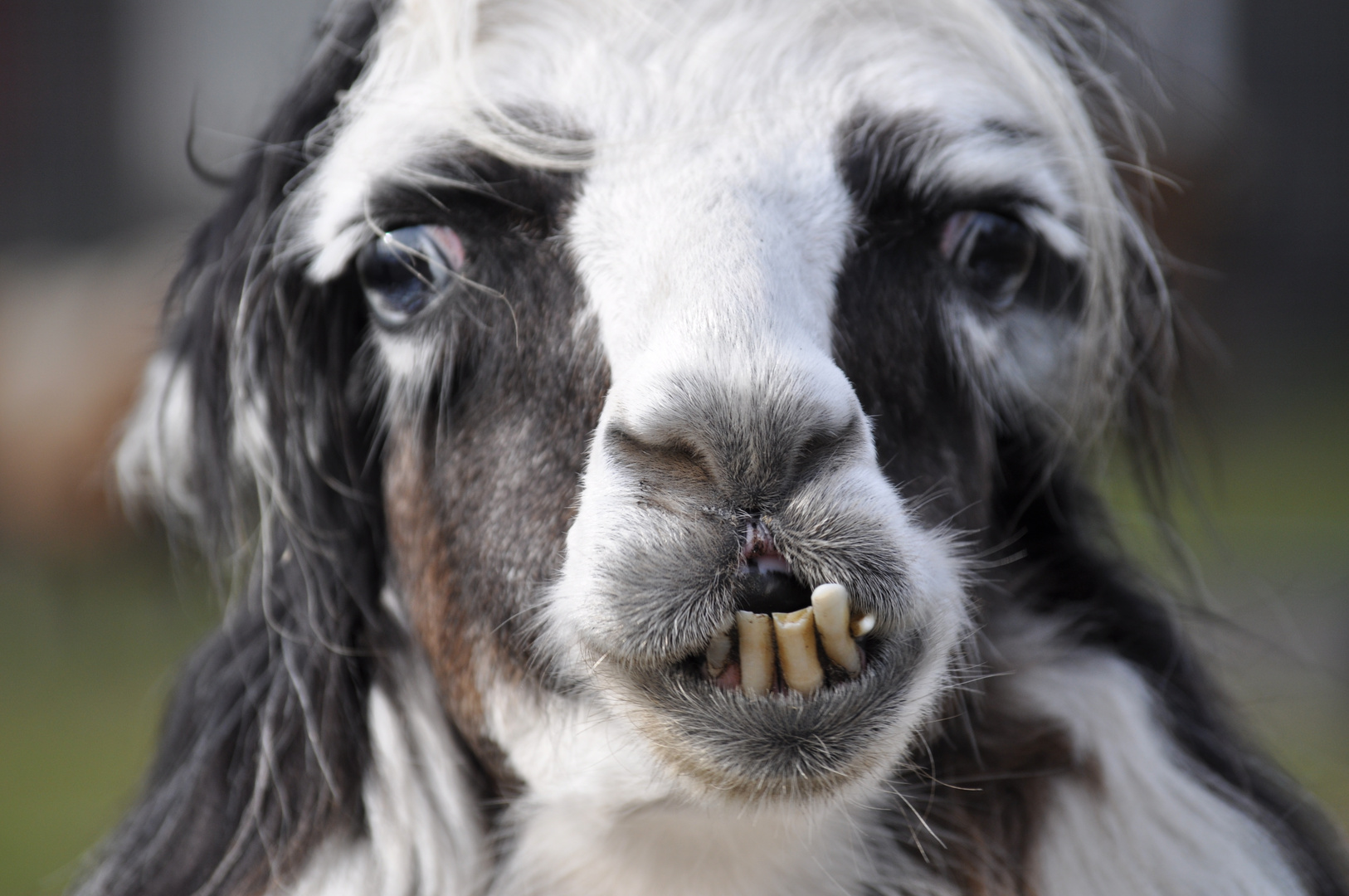Lama Foto & Bild tiere, tierwelt, natur Bilder auf