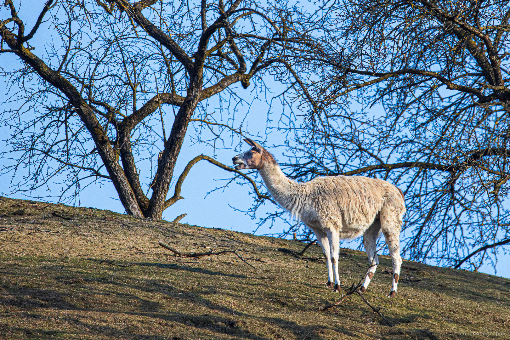 Lama