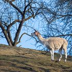 Lama