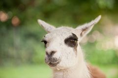 Lama