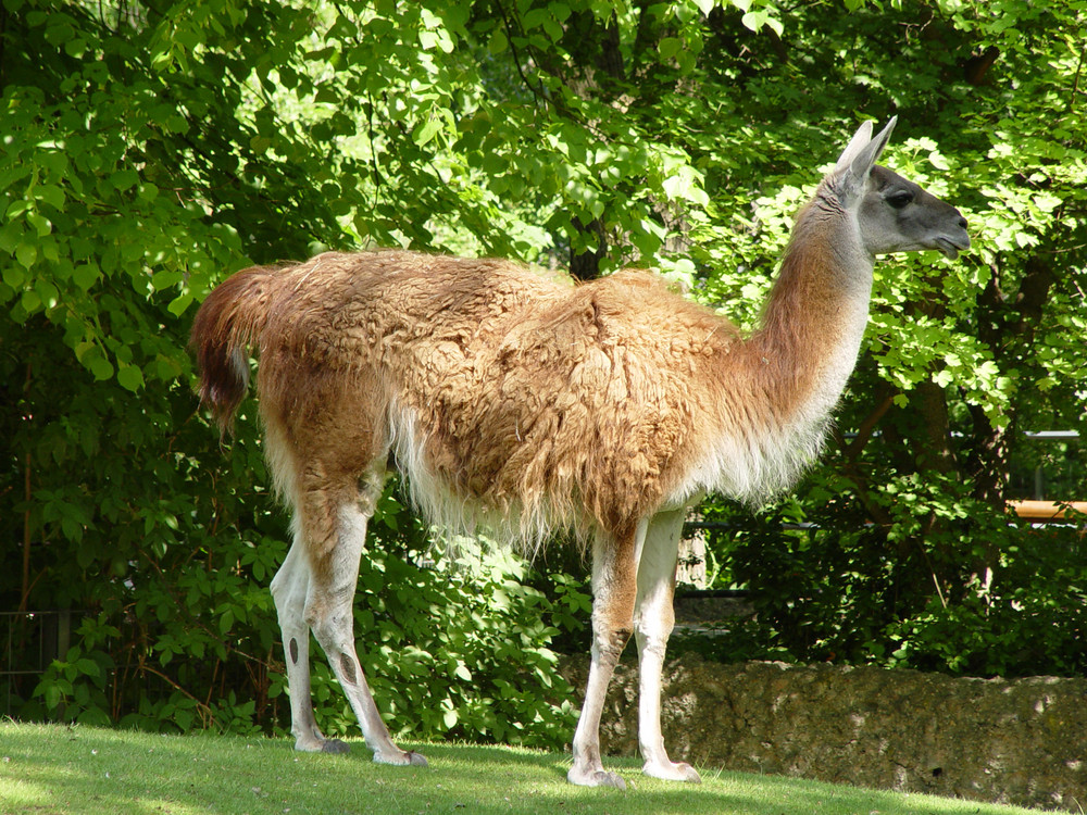 Lama