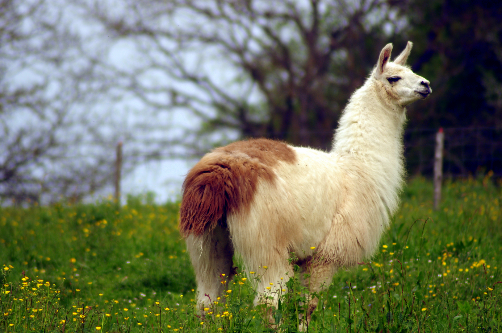  Lama de Lozère