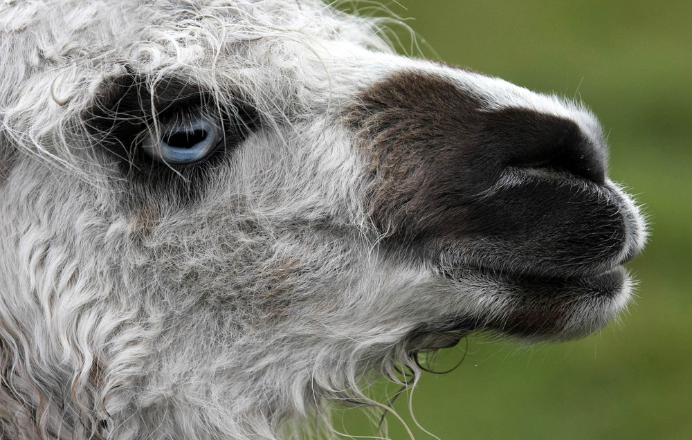 Lama de nationalité équatorienne....