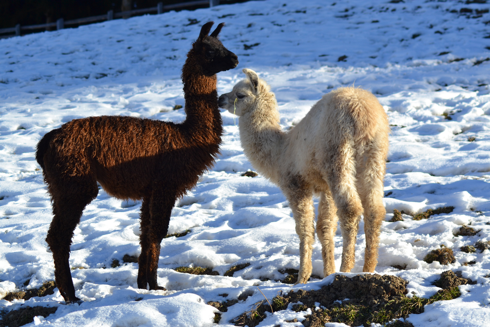 LAMA DEL PERU'.