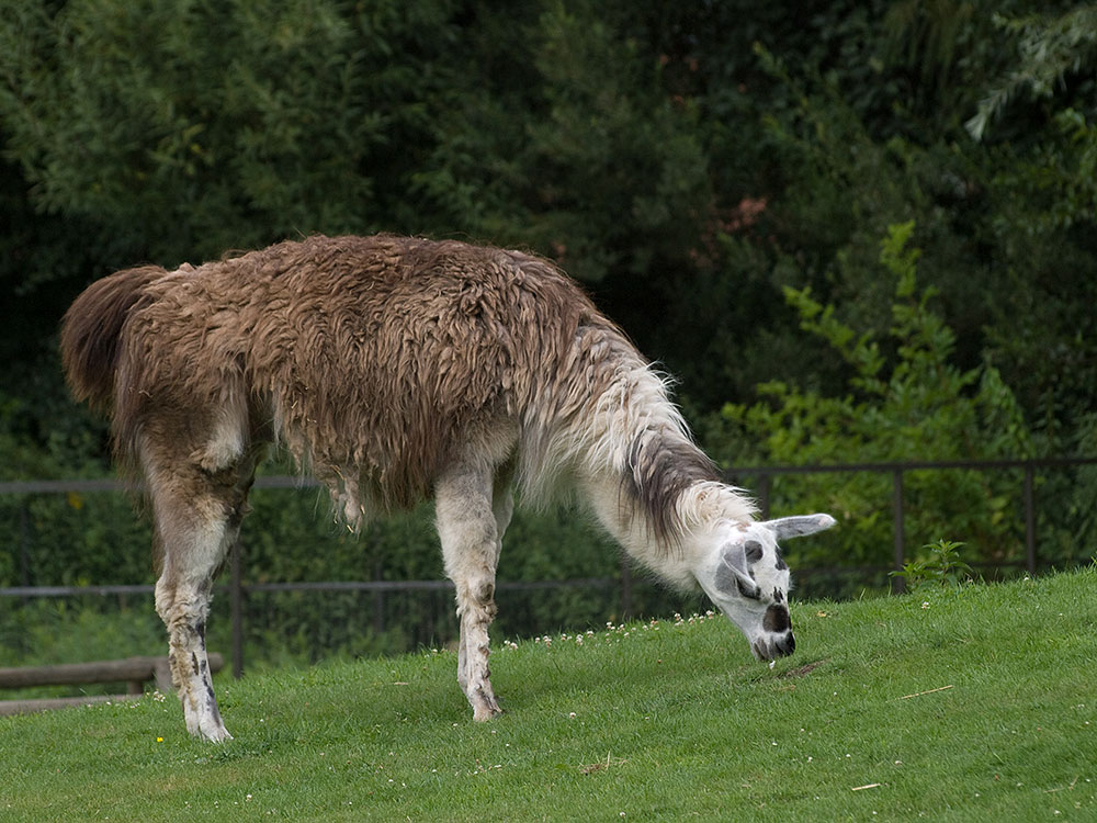 Lama