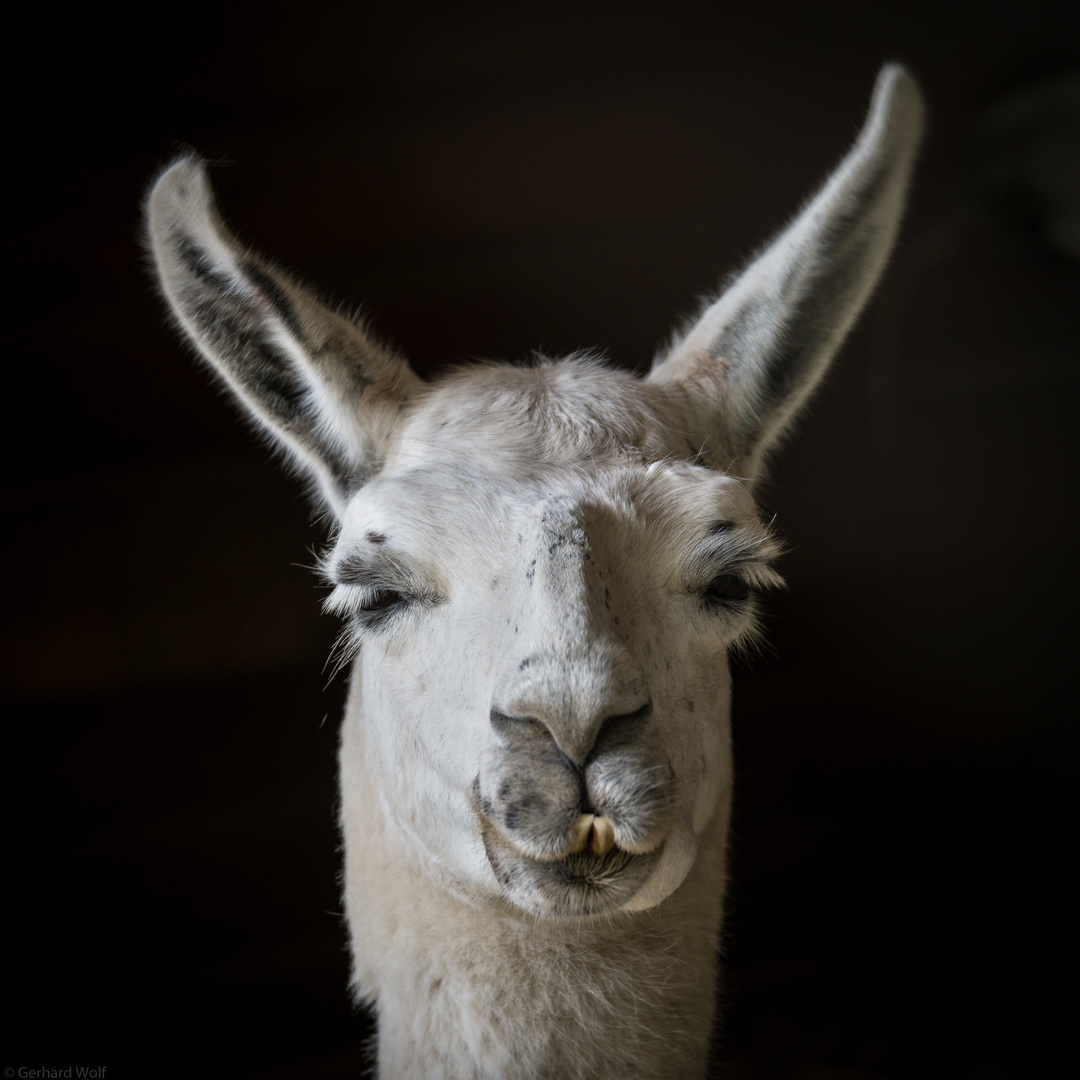 Lama