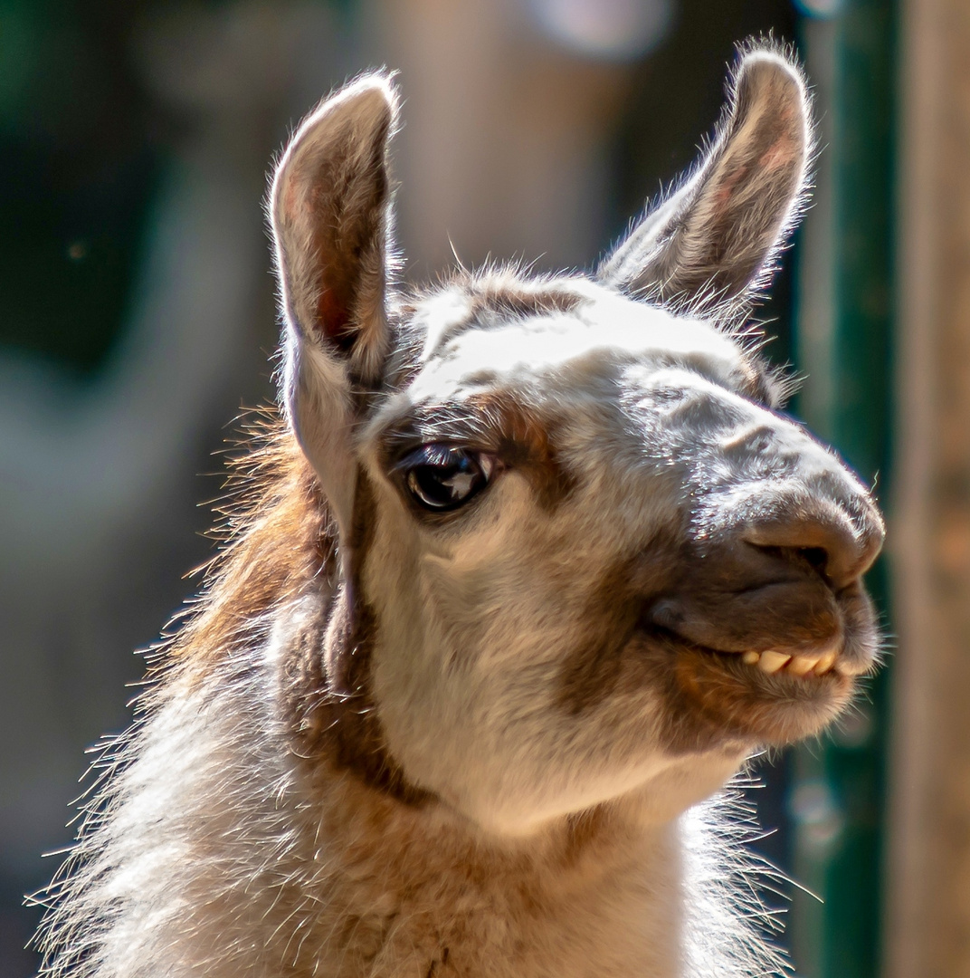 Lama Foto Bild tiere zoo wildpark falknerei säugetiere Bilder