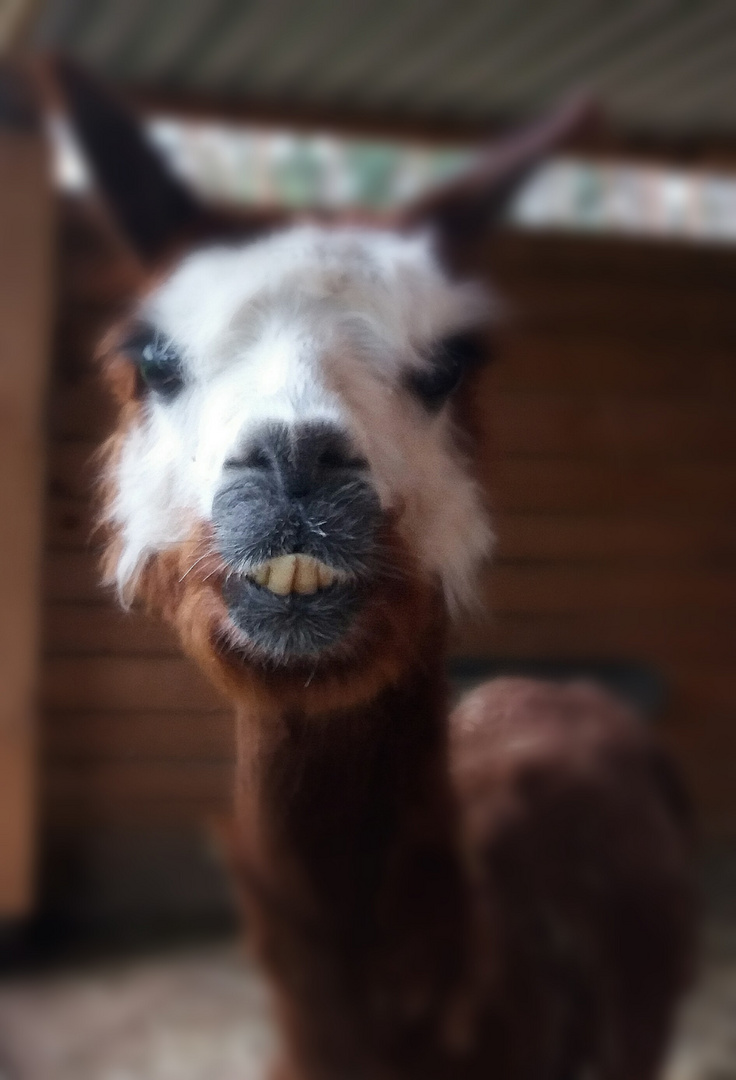 Lama