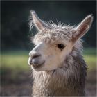 Lama...