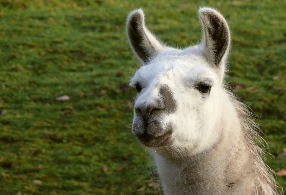 Lama