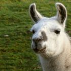 Lama