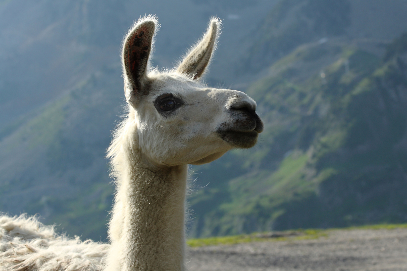 Lama en liberté dans les Pyrénées