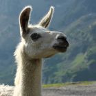 Lama en liberté dans les Pyrénées