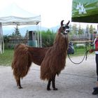 lama