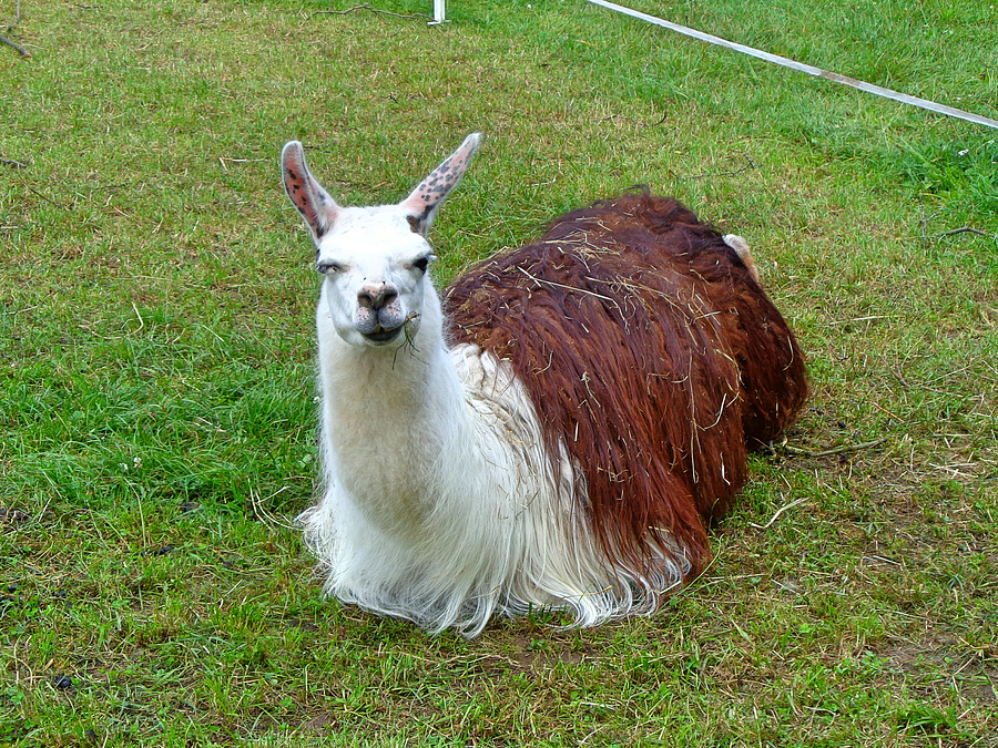 Lama