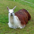 Lama