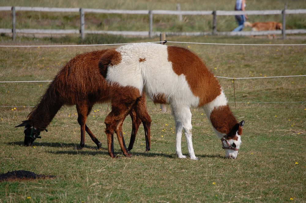 Lama