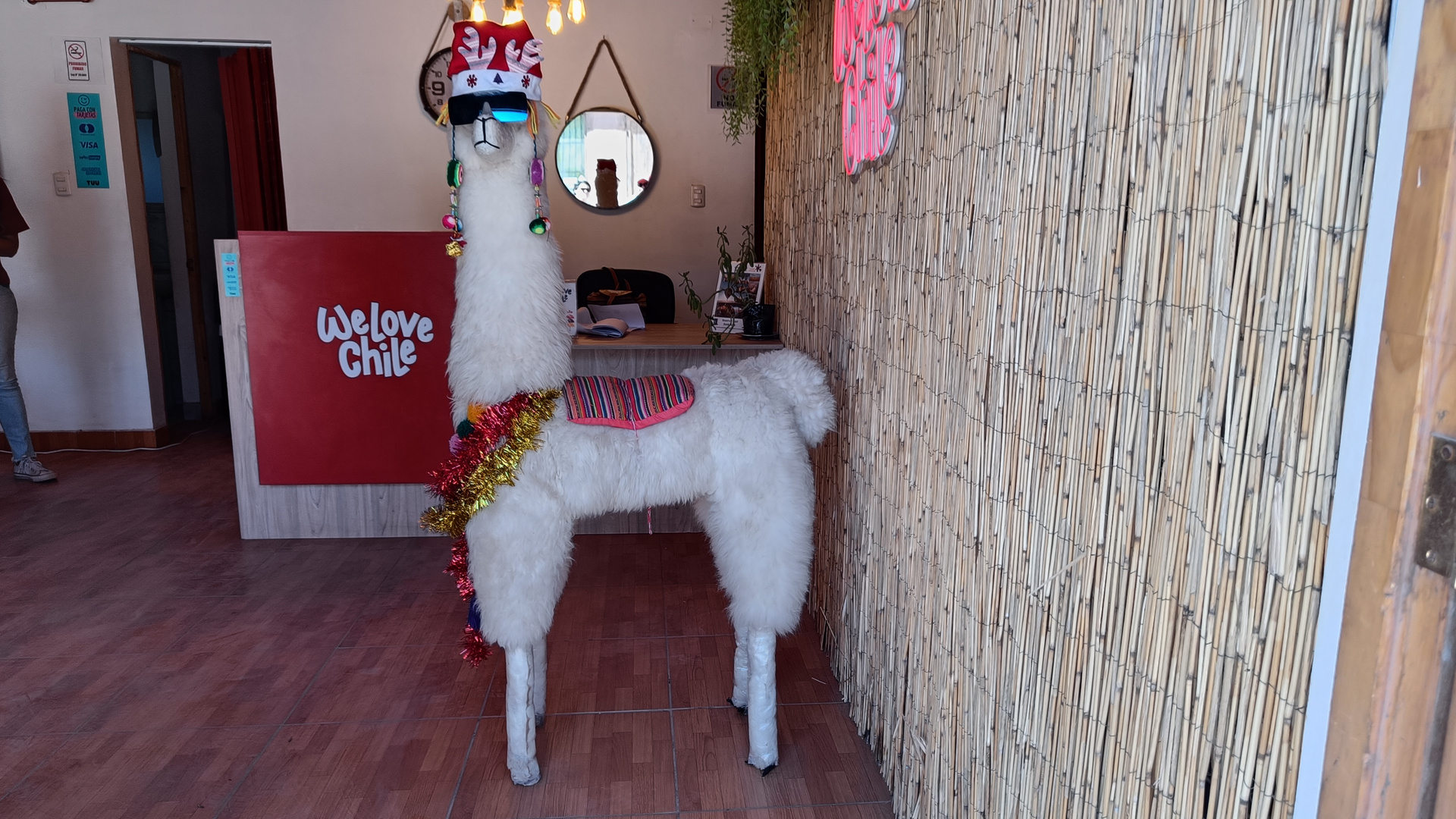 Lama im Büro für Ausflüge