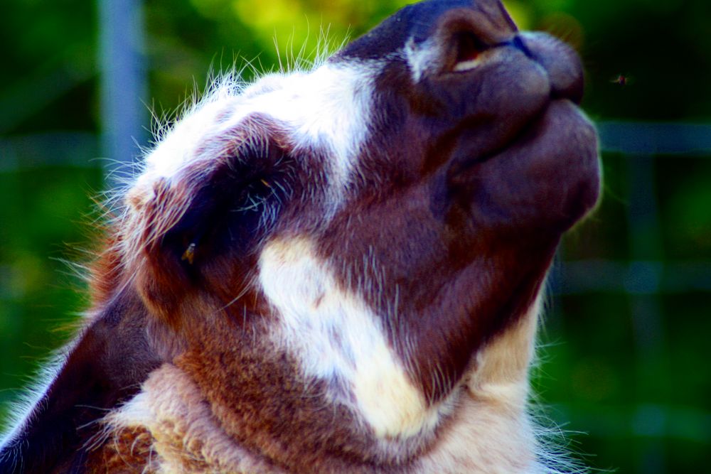 Lama im Glück