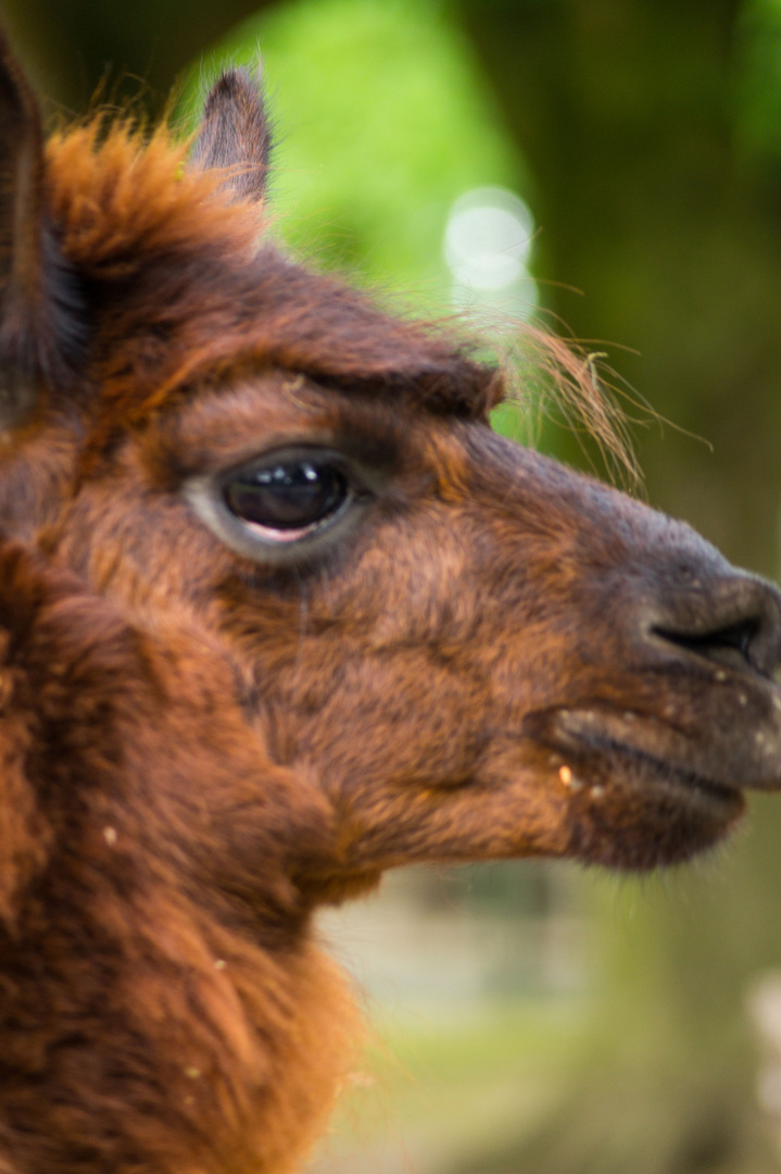 Lama im Profil