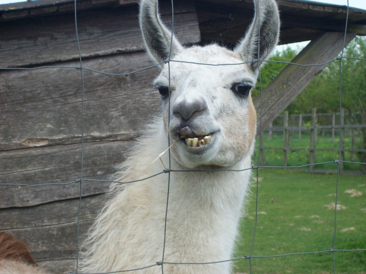 Lama im Tierpark