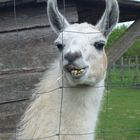 Lama im Tierpark