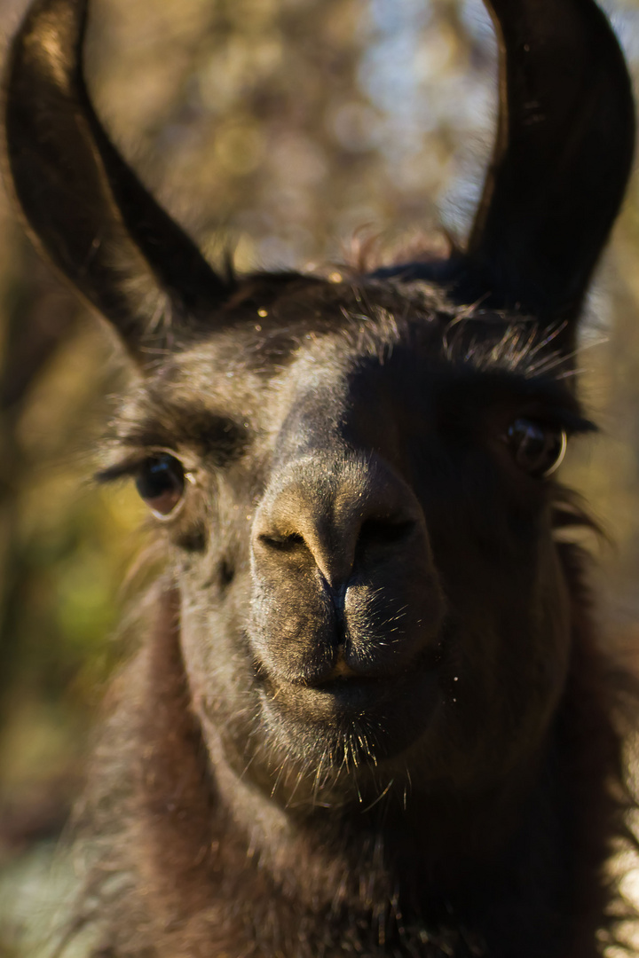 Lama im Tierpark