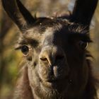 Lama im Tierpark