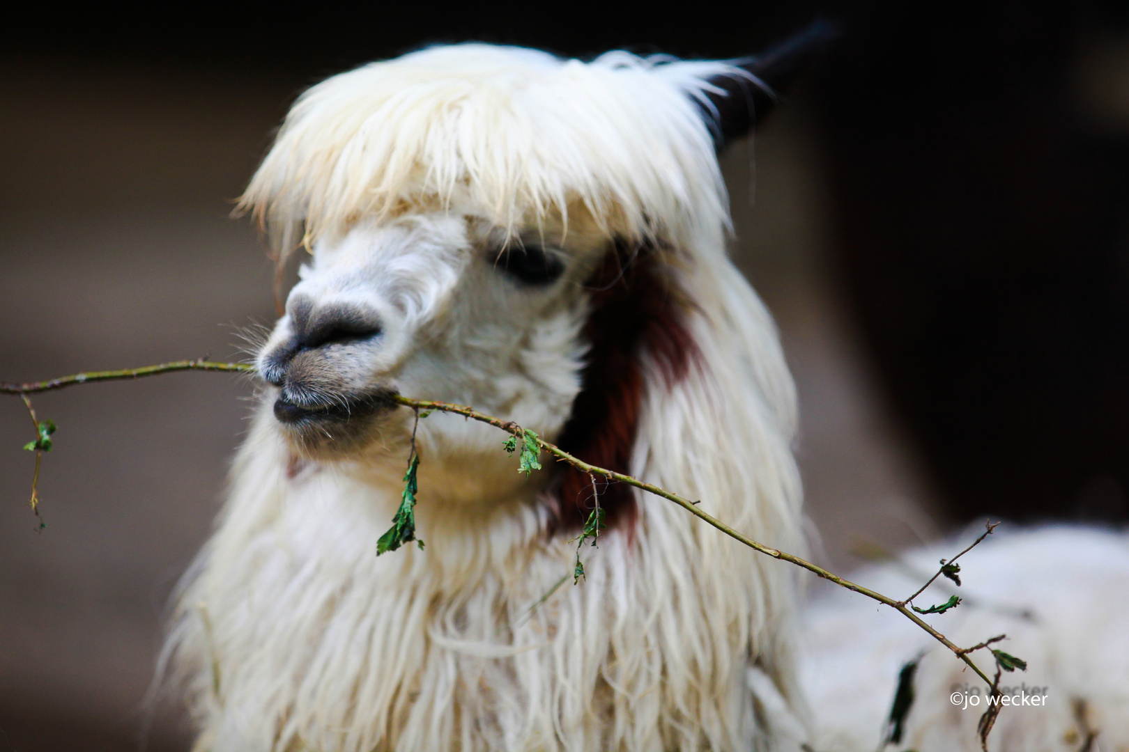 lama im Tierpark