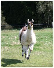 Lama im Vogelsberg auf eine Weide