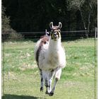 Lama im Vogelsberg auf eine Weide