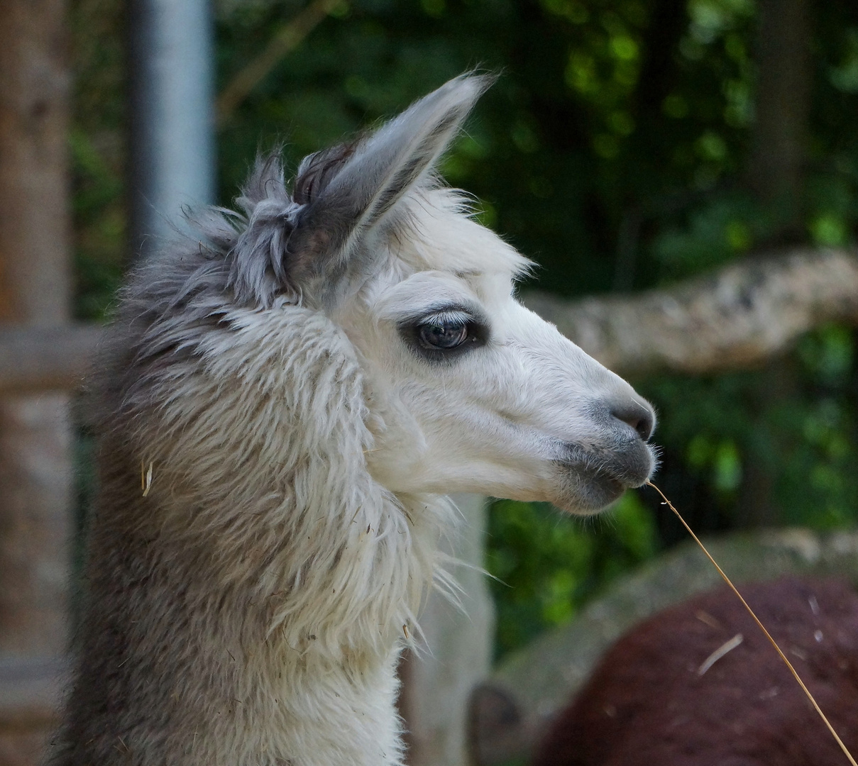 Lama - Immer schön cool