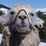 Lama in den Dolomiten