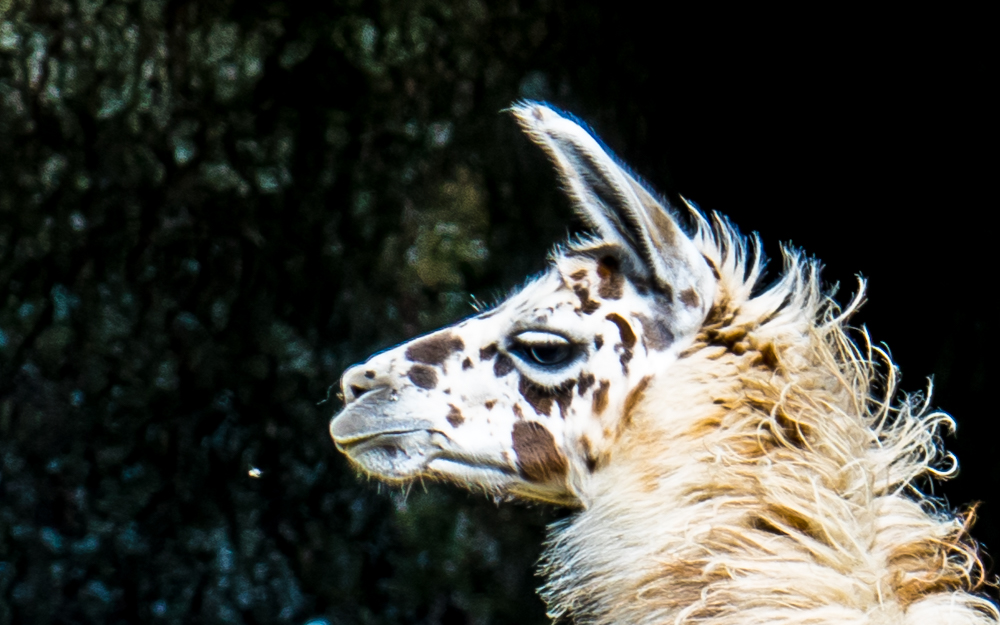 Lama in den Vogesen