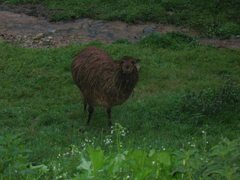 Lama in der Dämmerung