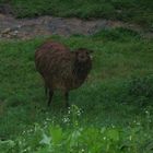 Lama in der Dämmerung