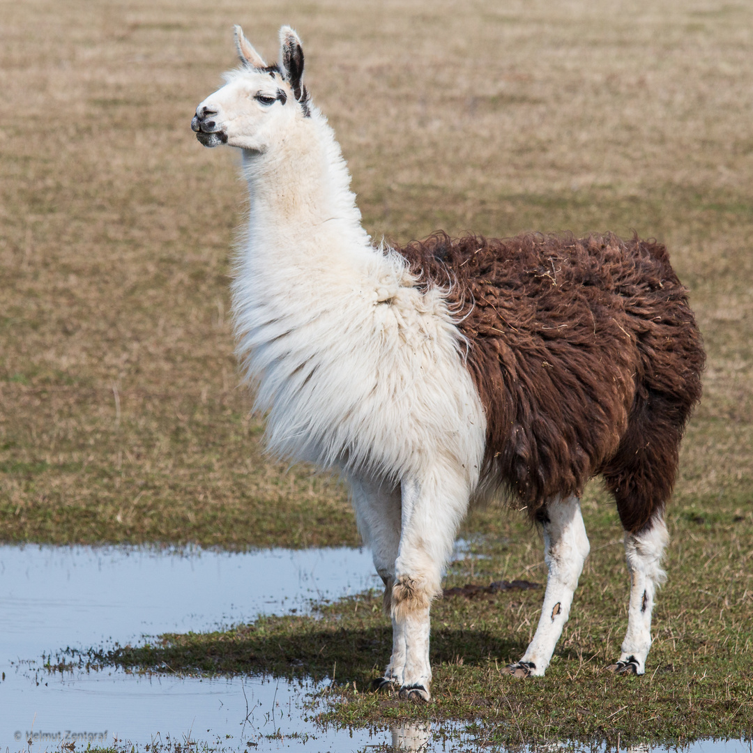 Lama in der Thüringeti