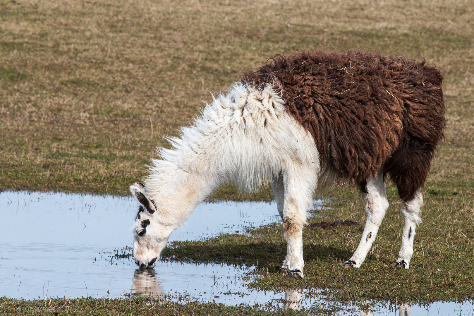 Lama in der Thüringeti bei Crawinkel