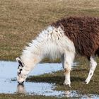 Lama in der Thüringeti bei Crawinkel