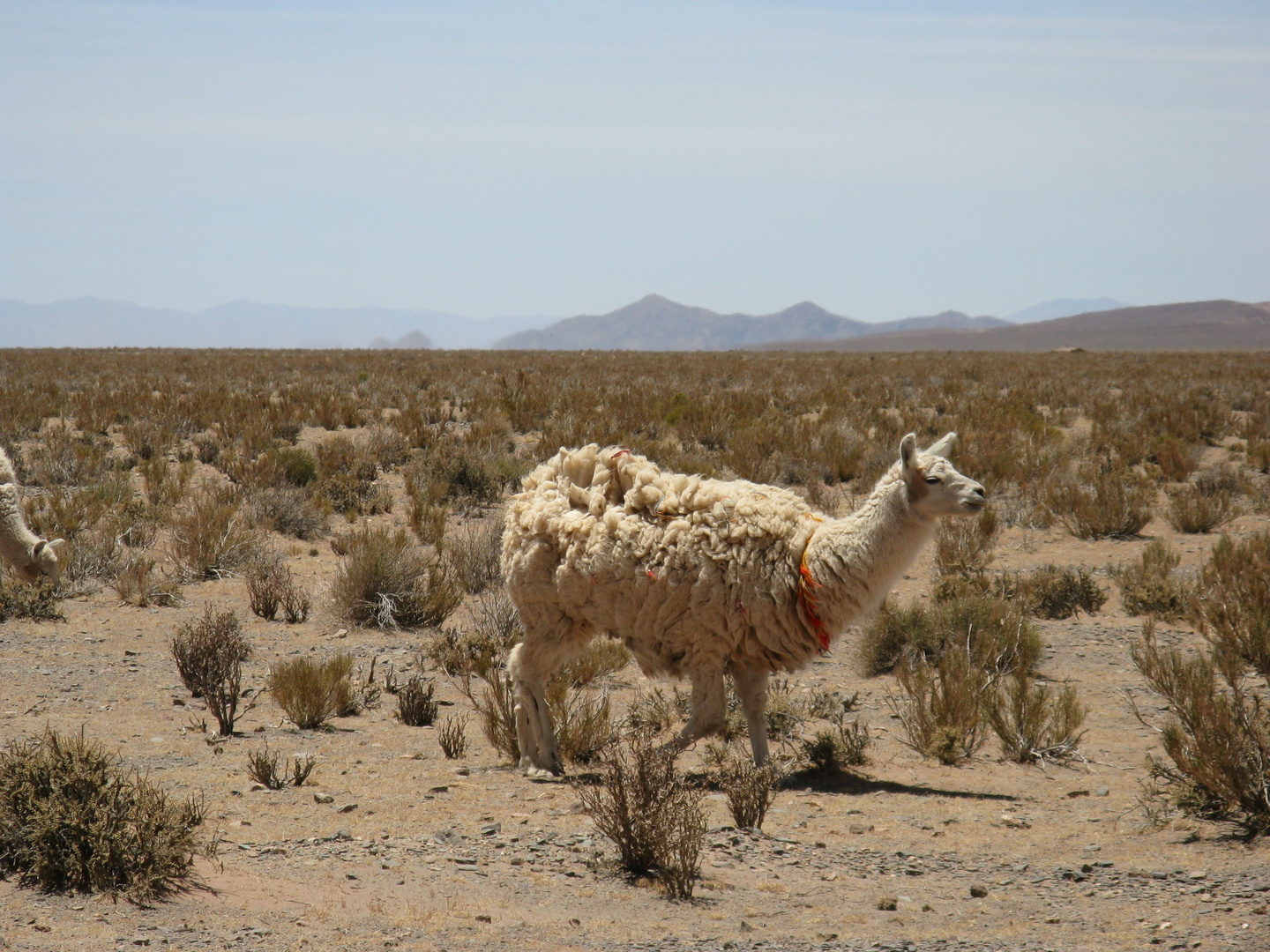 Lama in der Wüste