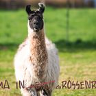 Lama in Grossenritte (Nordhessen)